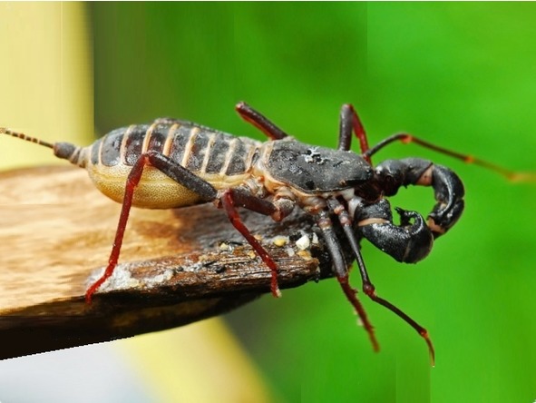 О животных по алфавиту. Книга двенадцатая. Животные на Т (продолжение) - image2_56b5dd29a6153c0500c4d89a_jpg.jpeg