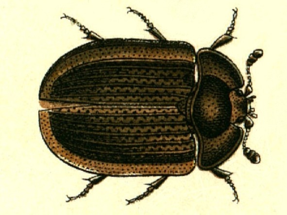 О животных по алфавиту. Книга двенадцатая. Животные на Т (продолжение) - image6_56b39801a6153c0500c3b080_jpg.jpeg