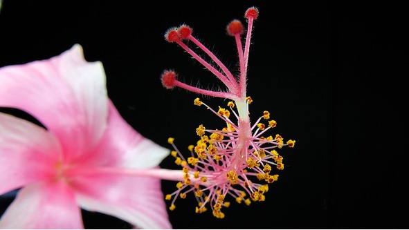 Крылья любви - image4_567fc2b6fbac453d6a56f32f_jpg.jpeg