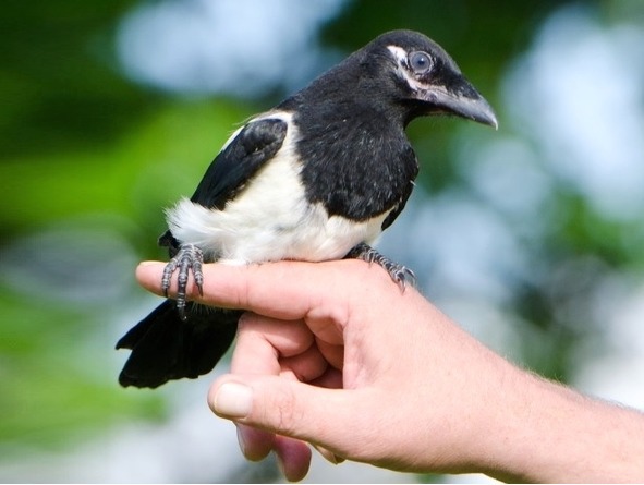 О животных по алфавиту. Книга десятая. Животные на С (окончание) - image1_56a0eef67a28b7d956953970_jpg.jpeg