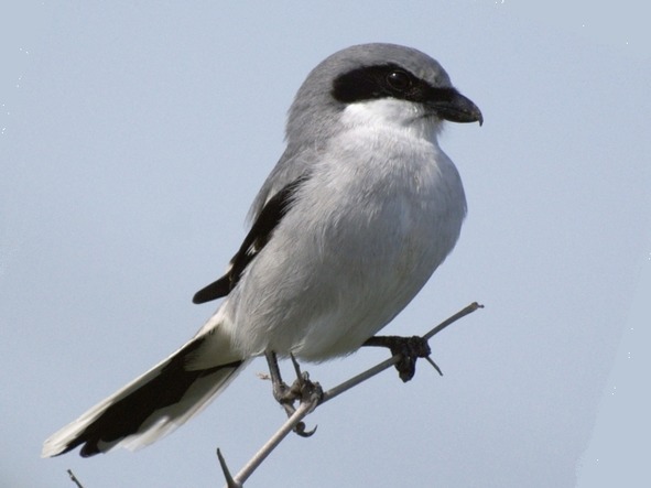 О животных по алфавиту. Книга десятая. Животные на С (окончание) - image2_56a0f94a7a28b7d956954160_jpg.jpeg