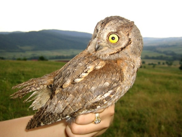 О животных по алфавиту. Книга десятая. Животные на С (окончание) - image3_56a0f9637a28b7d95695417c_jpg.jpeg