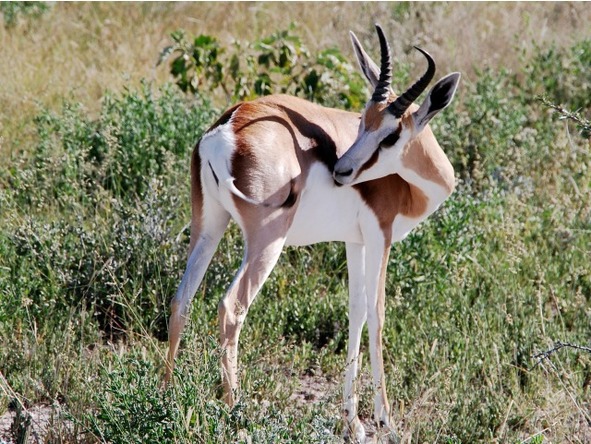 О животных по алфавиту. Книга десятая. Животные на С (окончание) - image5_56a0fab67a28b7d956954337_jpg.jpeg