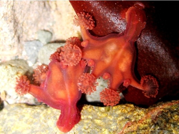 О животных по алфавиту. Книга десятая. Животные на С (окончание) - image7_56a100b37a28b7d956954985_jpg.jpeg