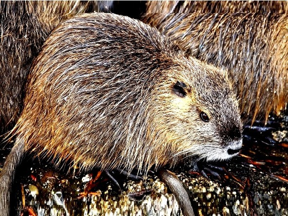 О животных по алфавиту. Книга седьмая. Животные на Н – П - image8_569b85440498f7d80d3f6235_jpg.jpeg