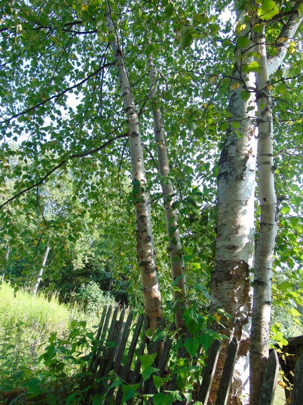 Я и сила красная (белая) - image5_5689f281d945119639de9620_jpg.jpeg