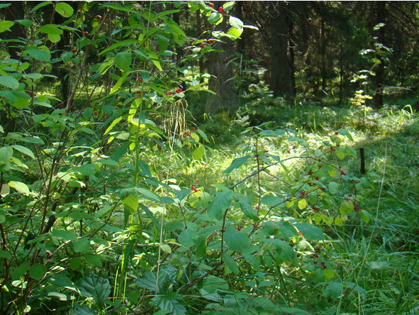 Тайна маркиза де Ла-Крюшон - image1_55fc4246d29ad9e3646b41c6_jpg.jpeg