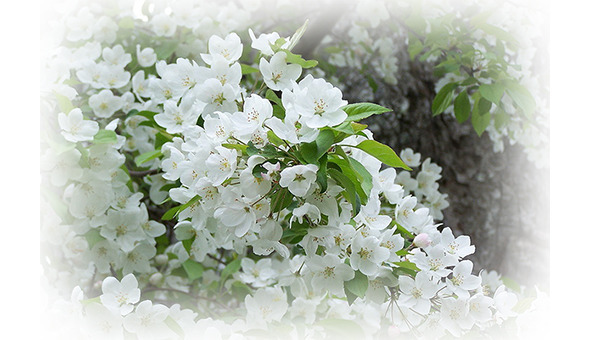 Сказки, былины и притчи - image73_565f90e94a5cfc9b0c47f323_jpg.jpeg