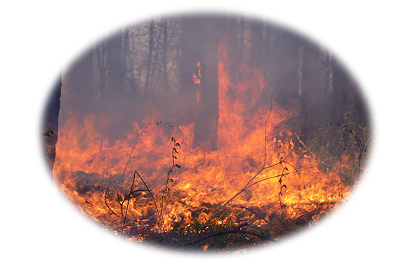 Времена года. Лето - image19_564f8d247804952e0c936dce_jpg.jpeg