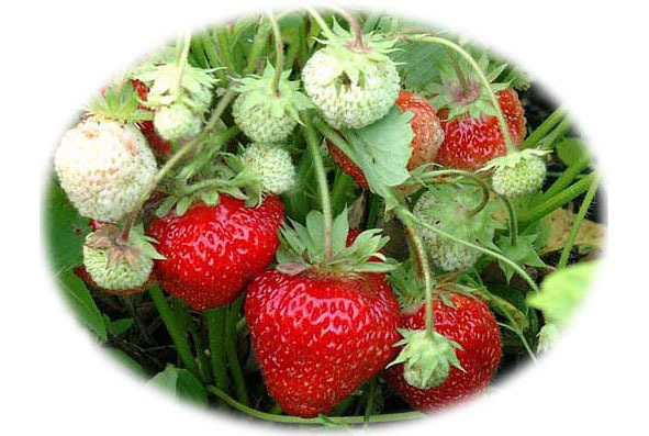 Времена года. Лето - image7_564fe2137804952e0c937f69_jpg.jpeg