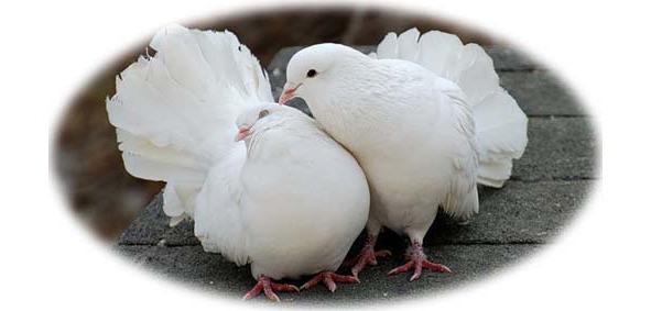 Времена года. Лето - image9_564f82277804952e0c9368ff_jpg.jpeg