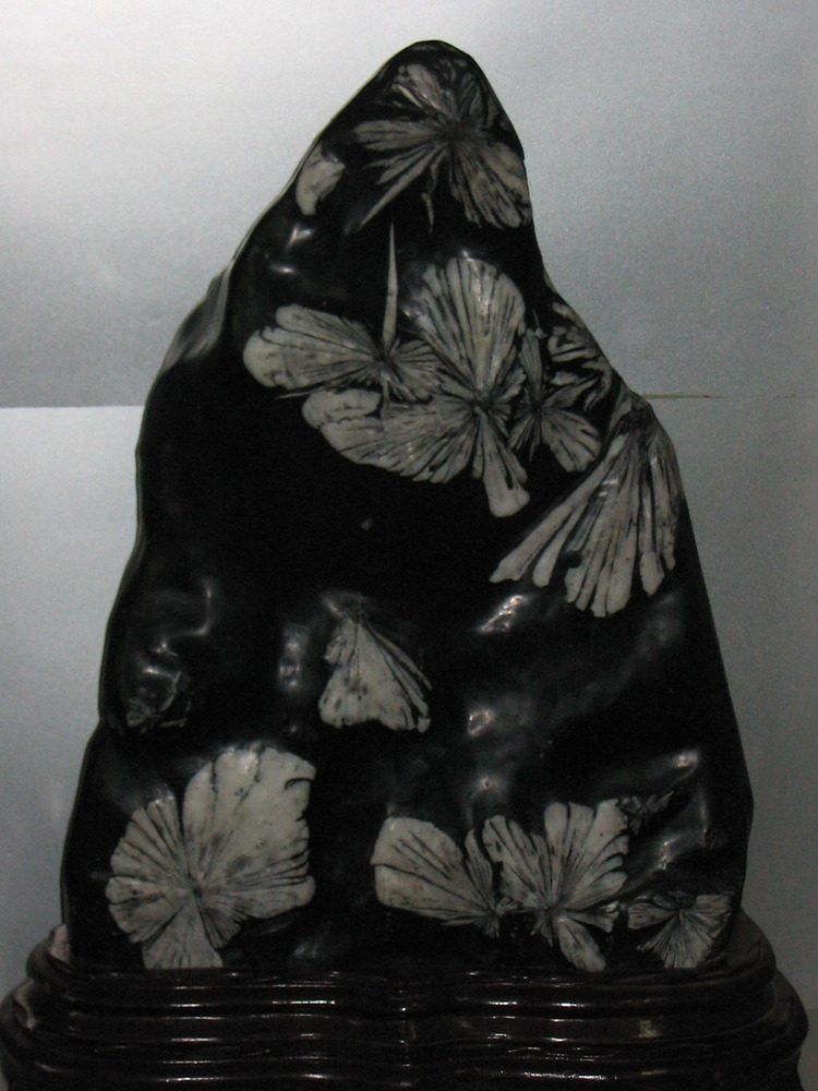 Гнездо «дождливой ласточки» - image8_55cb7a110c01da1474f38e2a_jpg.jpeg