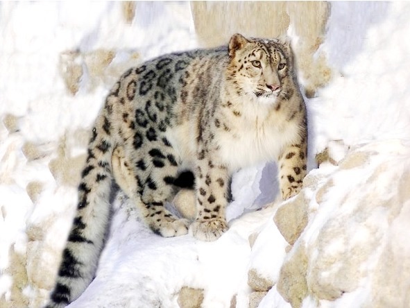 О животных по алфавиту. Книга четвёртая. Животные на И и К - image10_566adb5cf832f65720510ad3_jpg.jpeg