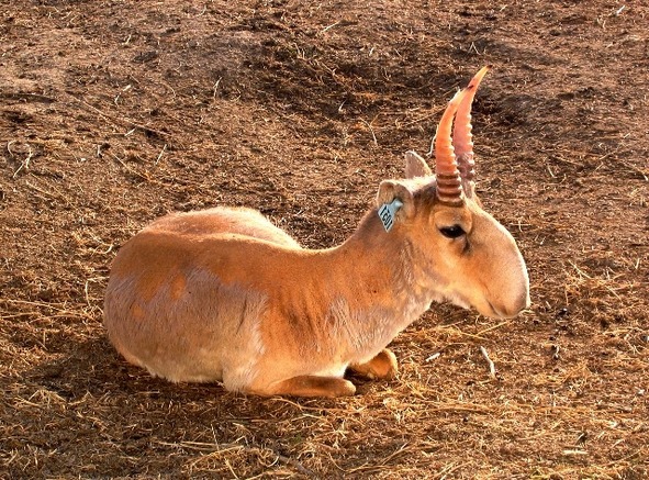 О животных по алфавиту. Книга восьмая. Животные на Р и С - image7_569e3da9b0db657f2b9498e3_jpg.jpeg