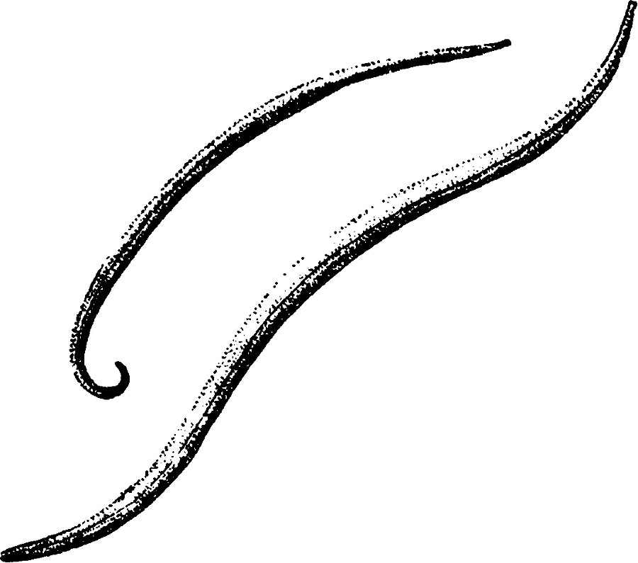 Я познаю мир. Живая природа от А до Я - image7.png