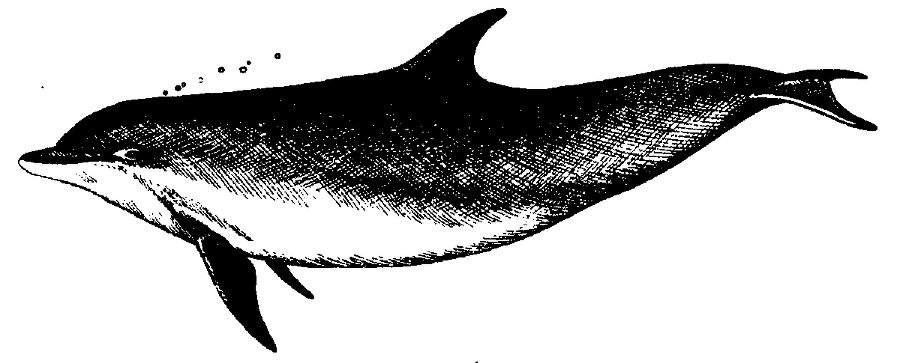 Я познаю мир. Живая природа от А до Я - image8.png