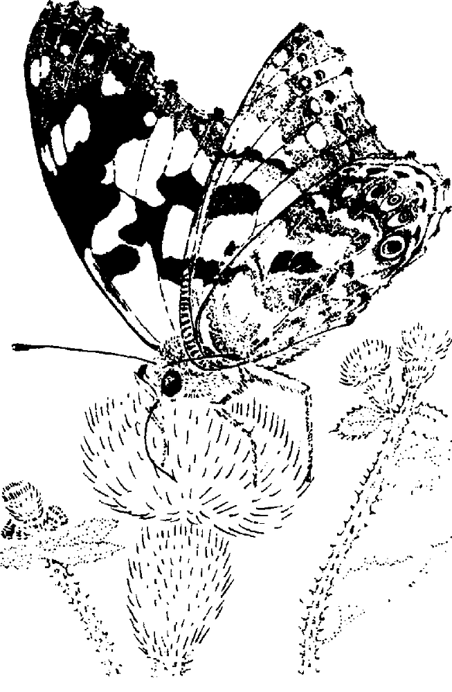 Я познаю мир. Живая природа от А до Я - image10.png