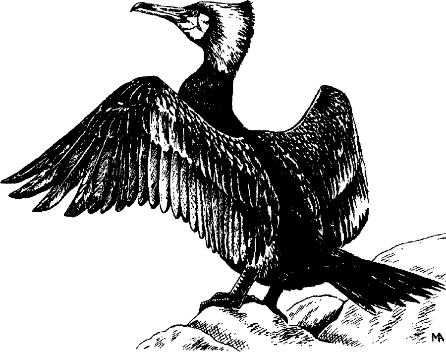 Я познаю мир. Живая природа от А до Я - image11.png