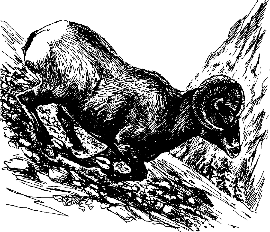 Я познаю мир. Живая природа от А до Я - image12.png