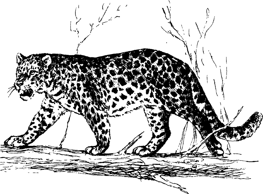 Я познаю мир. Живая природа от А до Я - image13.png