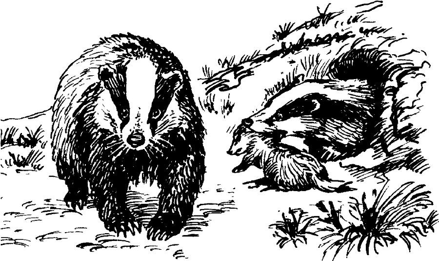 Я познаю мир. Живая природа от А до Я - image14.png