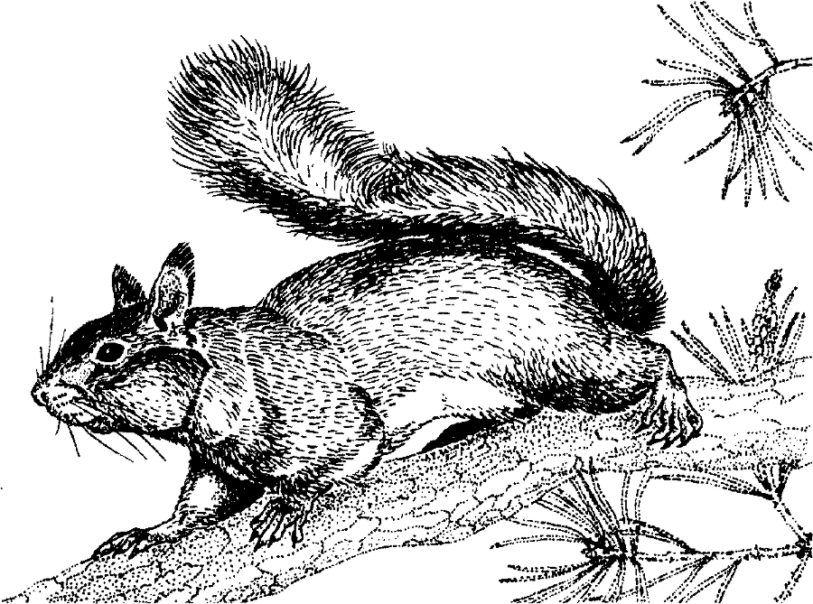 Я познаю мир. Живая природа от А до Я - image17.png