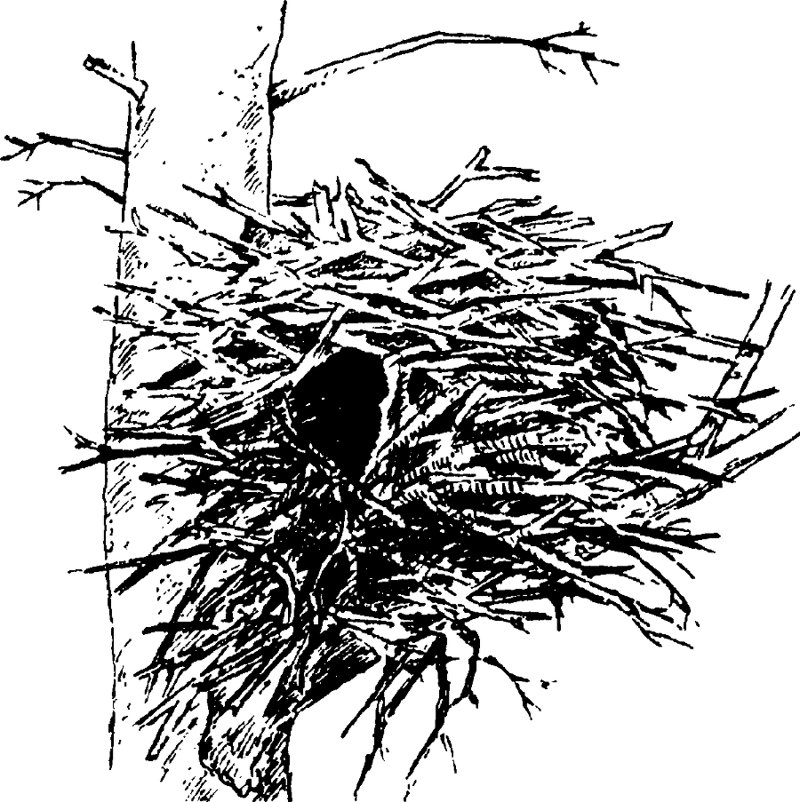 Я познаю мир. Живая природа от А до Я - image18.png