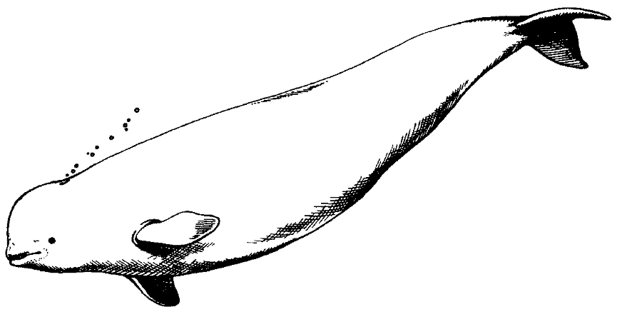 Я познаю мир. Живая природа от А до Я - image19.png