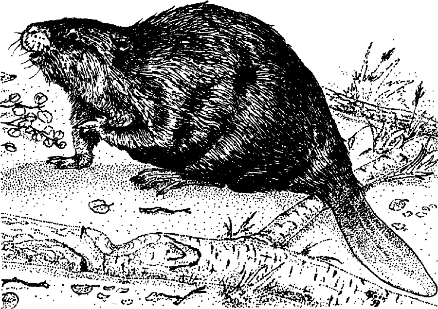 Я познаю мир. Живая природа от А до Я - image20.png