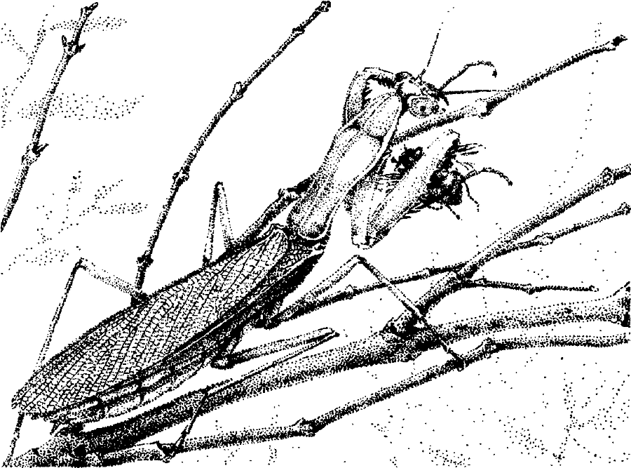 Я познаю мир. Живая природа от А до Я - image21.png