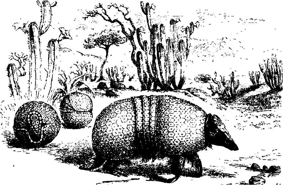 Я познаю мир. Живая природа от А до Я - image22.png