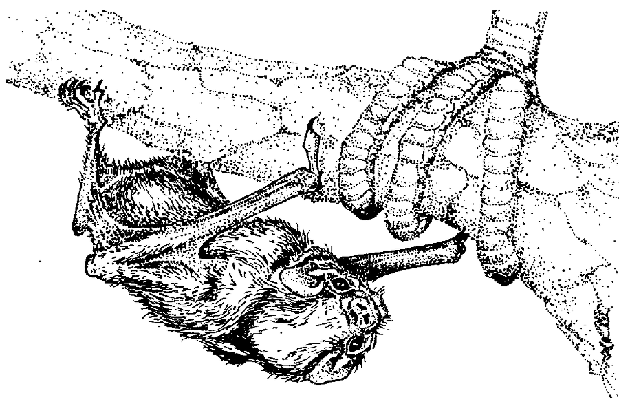 Я познаю мир. Живая природа от А до Я - image24.png