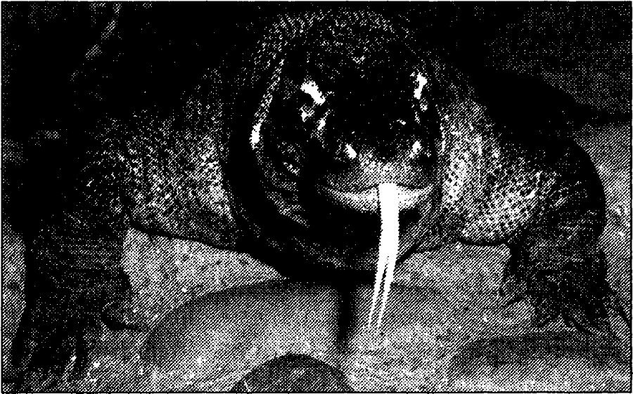 Я познаю мир. Живая природа от А до Я - image25.png