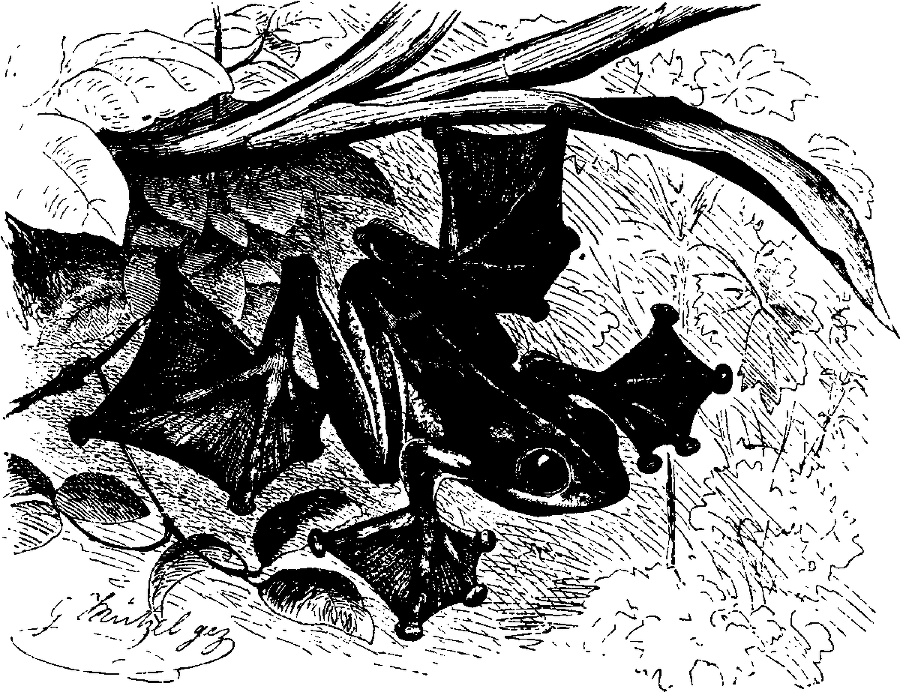 Я познаю мир. Живая природа от А до Я - image26.png