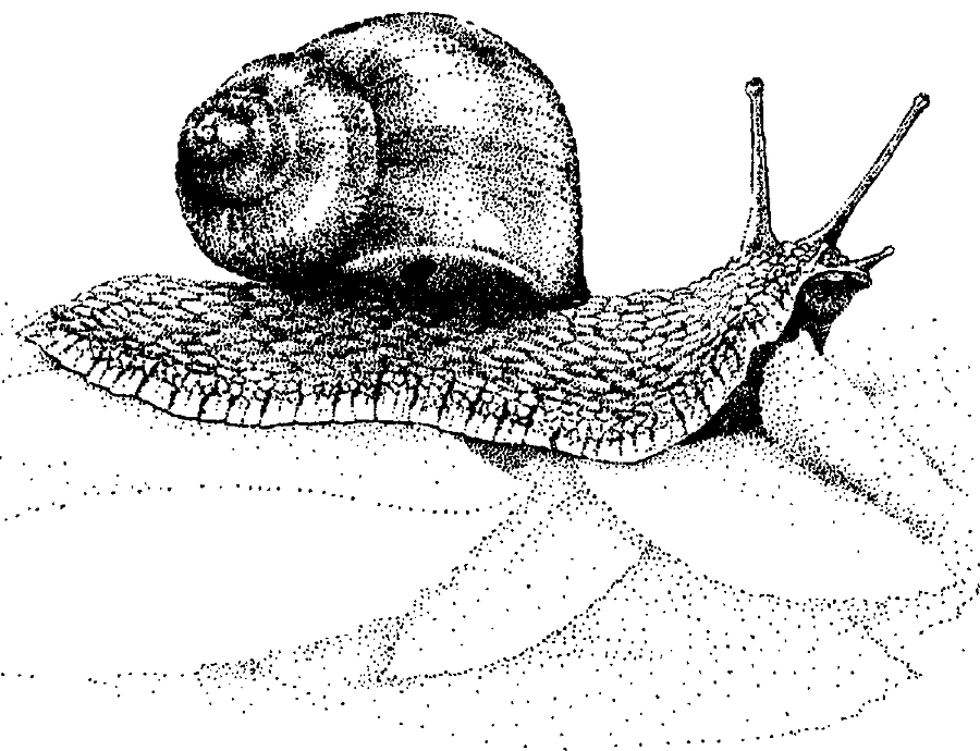 Я познаю мир. Живая природа от А до Я - image27.png