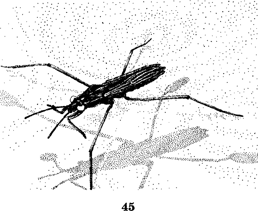 Я познаю мир. Живая природа от А до Я - image28.png