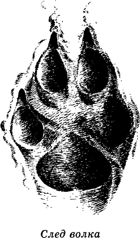 Я познаю мир. Живая природа от А до Я - image30.png