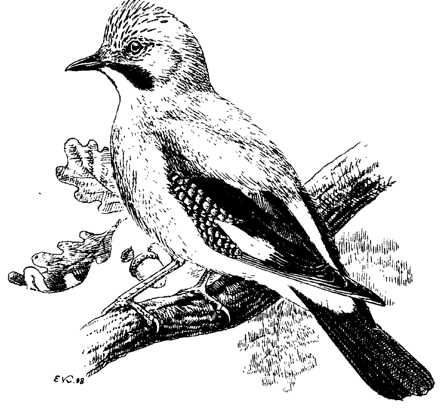 Я познаю мир. Живая природа от А до Я - image31.png