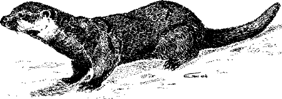 Я познаю мир. Живая природа от А до Я - image33.png