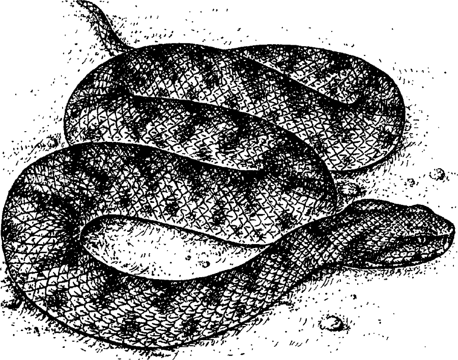 Я познаю мир. Живая природа от А до Я - image36.png