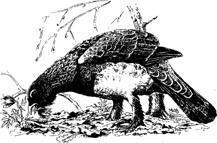 Я познаю мир. Живая природа от А до Я - image38.png