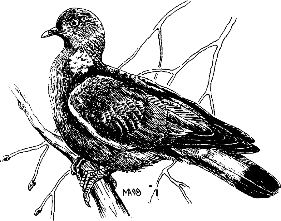 Я познаю мир. Живая природа от А до Я - image39.png