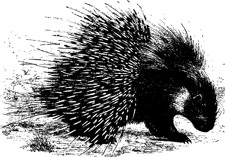 Я познаю мир. Живая природа от А до Я - image41.png