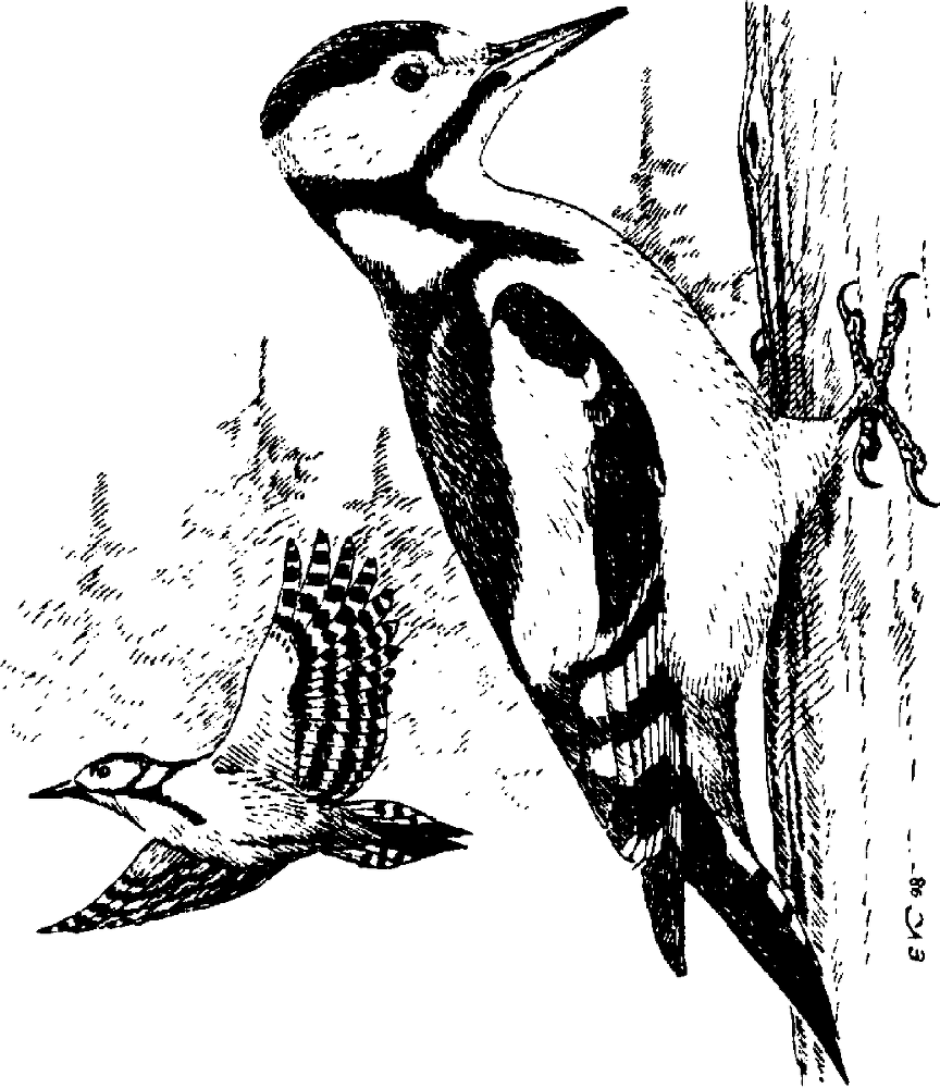 Я познаю мир. Живая природа от А до Я - image46.png