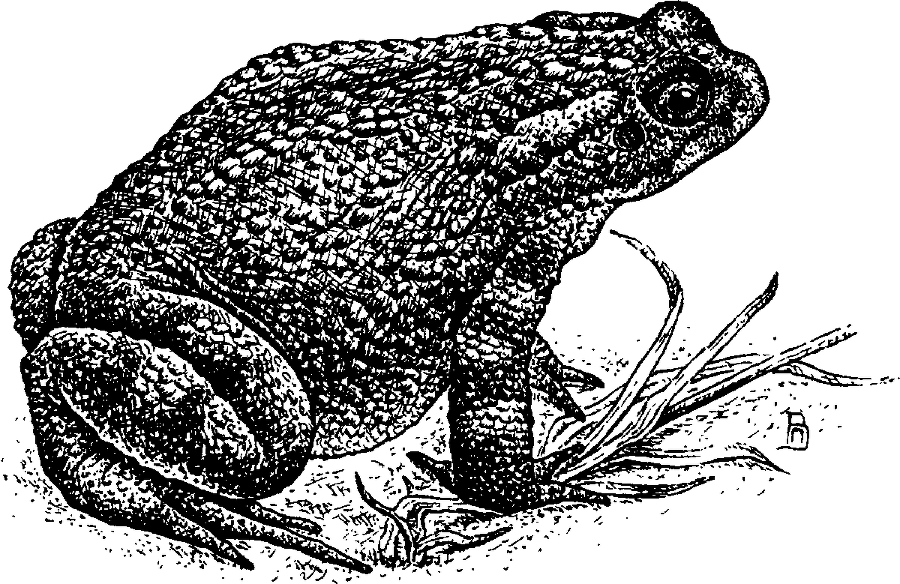 Я познаю мир. Живая природа от А до Я - image50.png