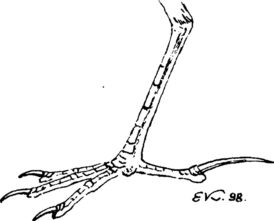 Я познаю мир. Живая природа от А до Я - image52.png