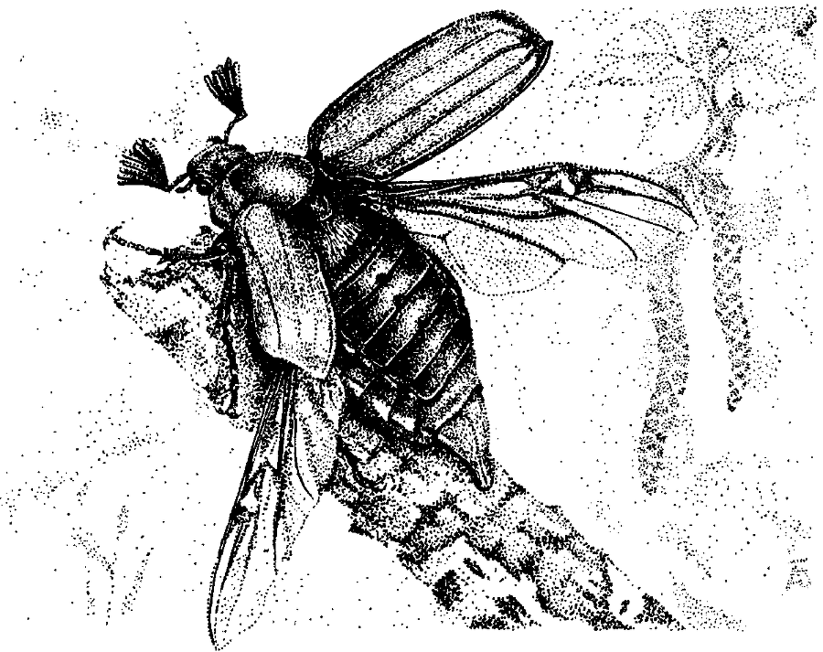 Я познаю мир. Живая природа от А до Я - image53.png