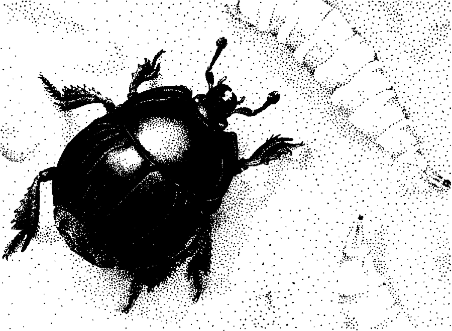 Я познаю мир. Живая природа от А до Я - image54.png