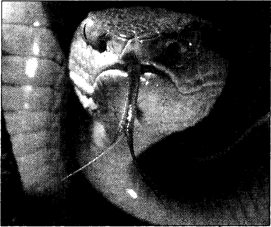 Я познаю мир. Живая природа от А до Я - image62.png