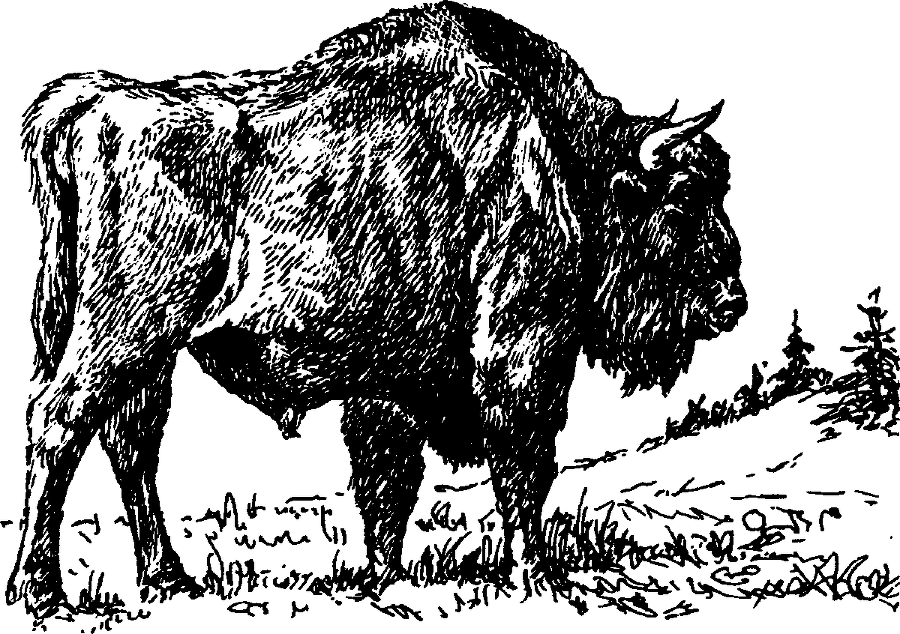 Я познаю мир. Живая природа от А до Я - image63.png